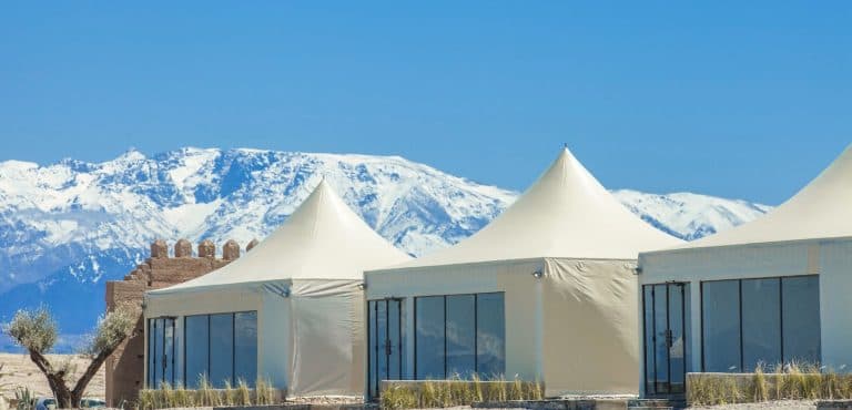 White-Camel-2-768x370