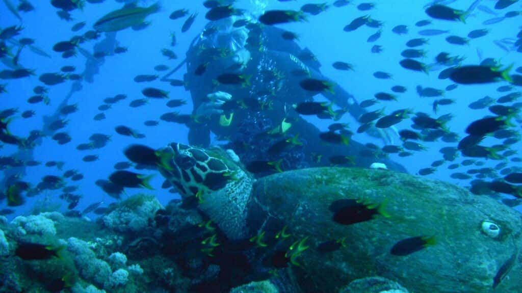 Island life: how Elias Pertoft found hospitality happiness amid nature’s wonders