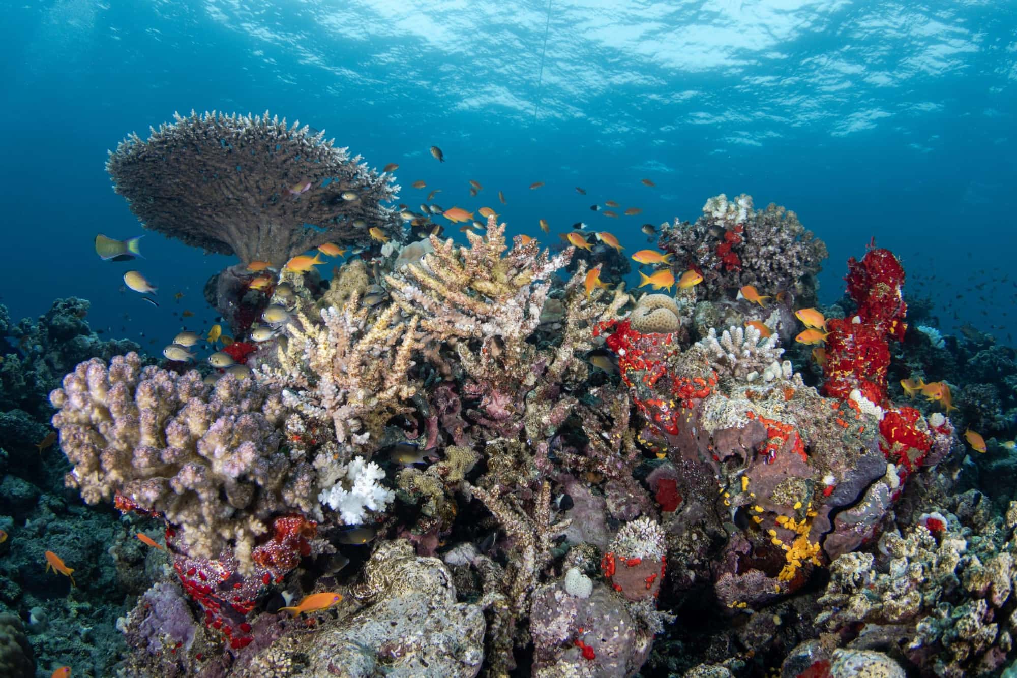 World’s best luxury destinations - #8 Saudi Arabia and the Red Sea Project