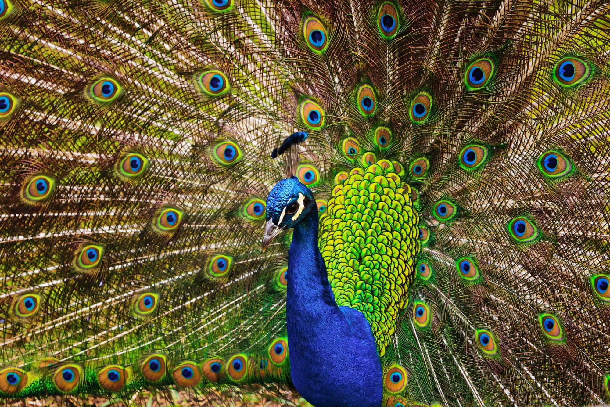 Status shifts: the changing role of luxury in social hierarchies